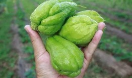 吃瓜道免费吃瓜,免费吃瓜背后的秘密与乐趣